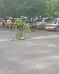 Drvo na parkingu