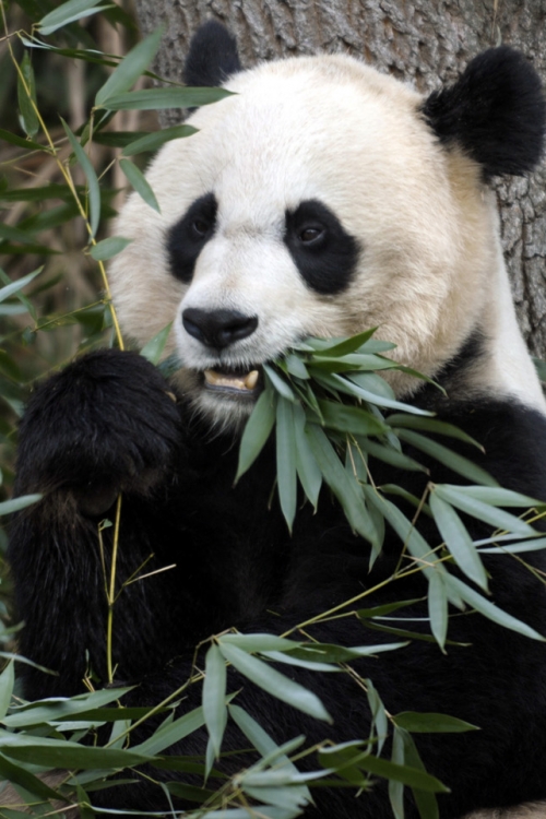 Biljojed završio kao meso - Panda