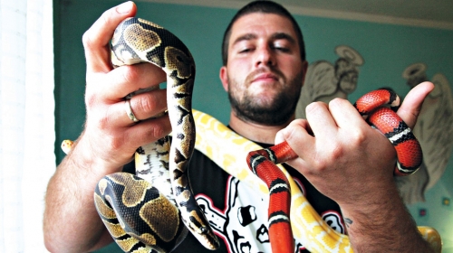 Albino piton, boa, lažna koralna zmija i kraljevski piton: Darko sa ljubimcima