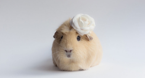 Bubu, najlepši glodar na svetu | Foto: 