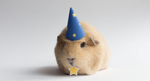 Bubu, najlepši glodar na svetu | Foto: 