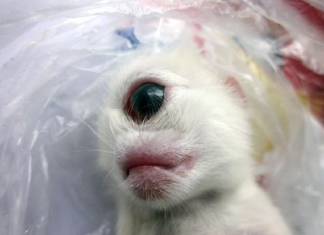 Mače mutant