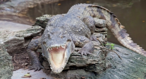 Gustav je čak tri puta veći od rođaka!