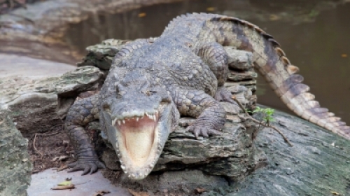 Gustav je čak tri puta veći od rođaka!