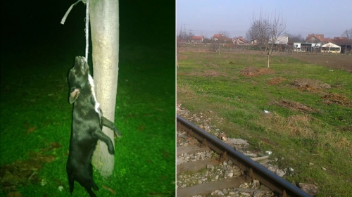 Nesrećna životinja i mesto zločina
