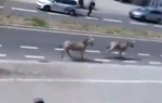 Zebre u Briselu