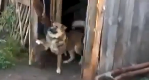 Beži, dvonogi!