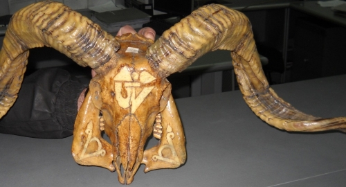 Ovis Ammon Argali