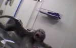 peta