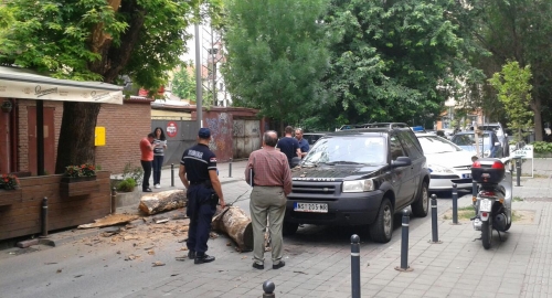 Drvo palo u centru Novog Sada Foto: N. N. Travica