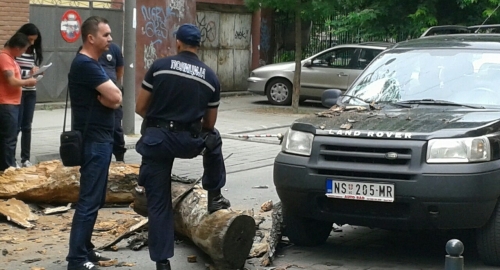 Drvo palo u centru Novog Sada Foto: N. N. Travica