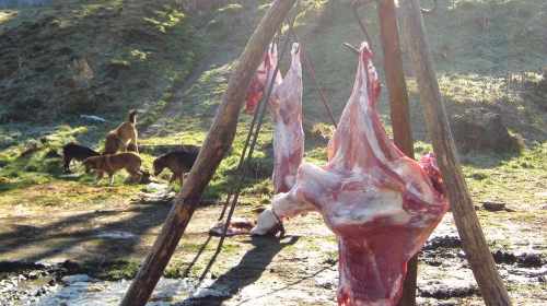 Svakog vikenda se kolje  i prodaje najmanje  desetak teladi i  petnaestak jagnjadi
