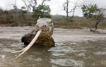 Komodo zmaj