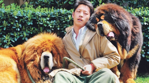 Tibetanski mastif