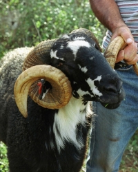 Ovan