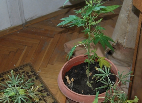 Marihuana