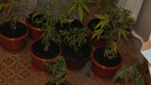 Marihuana