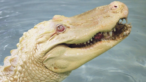Krokodil