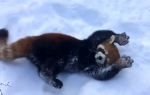 crvena panda