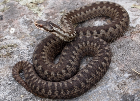 Šarke