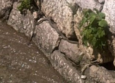 Šarke