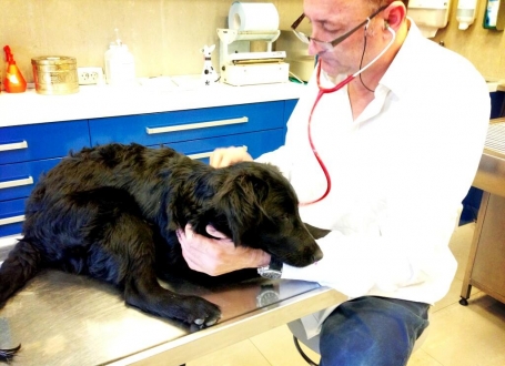 Vlado je psa odveo kod veterinara
