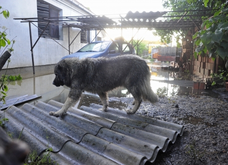 Poplave u Obrenovcu Foto: Dušan Milenković