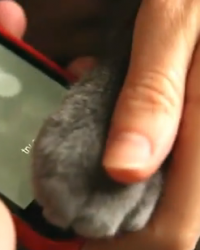 ss
