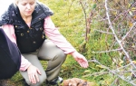 Užas: Ljiljana i mrtvo štene