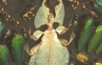 Demijen Hirst