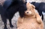 Boks meč jarca i plišanog mede | Foto: Printscreen Youtube