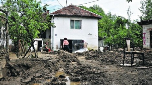 rogačica
