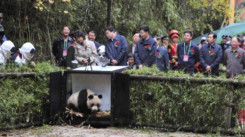 Panda