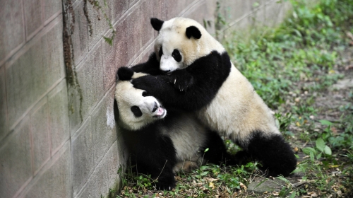 Panda