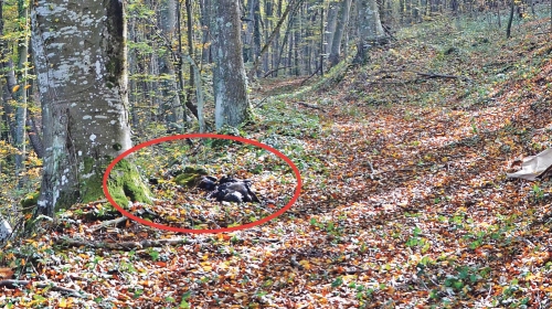 Telo Radeta T.  pronašao slučajni  prolaznik