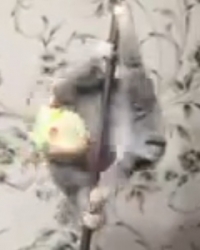 Spori loris