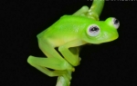 Žabac Kermit