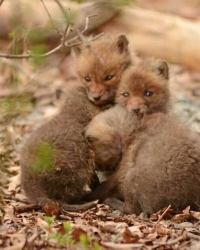 Lisice | Foto: boredpanda.com