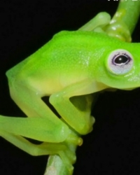 Žabac Kermit