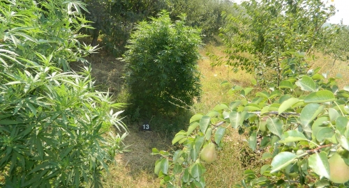Marihuana iz Aleksinca