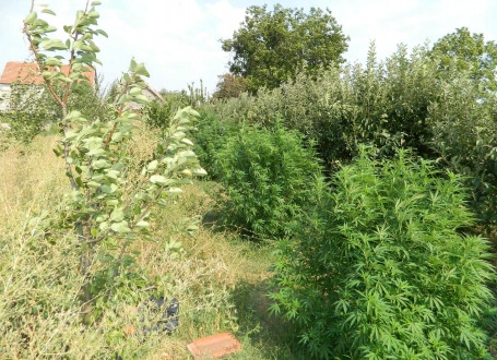 Marihuana iz Aleksinca