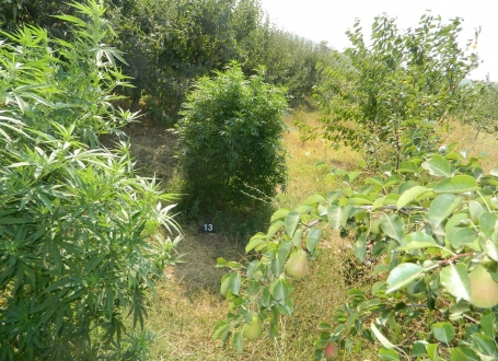 Marihuana iz Aleksinca