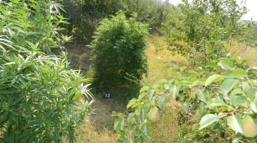 Marihuana iz Aleksinca