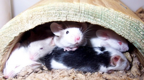 Miš