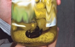 Krastavci sa insektima!