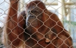 Oranguan Sandra