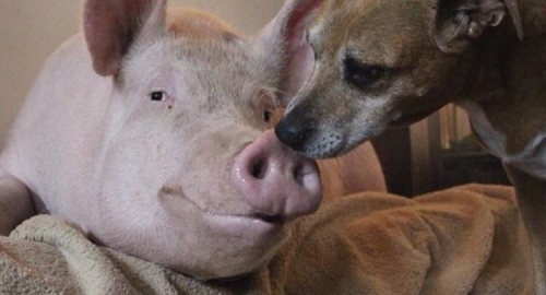 Ester-Čudesna svinja Foto: Facebook /Esther the Wonder Pig | Foto: 