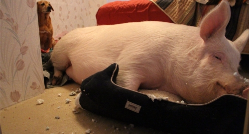 Ester-Čudesna svinja Foto: Facebook /Esther the Wonder Pig | Foto: 