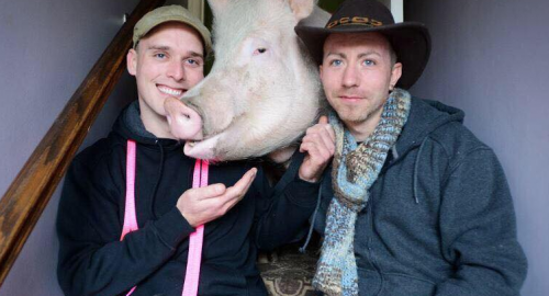Ester-Čudesna svinja Foto: Facebook /Esther the Wonder Pig | Foto: 