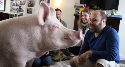 Ester-Čudesna svinja Foto: Facebook /Esther the Wonder Pig | Foto: 